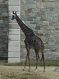 Giraffe 3